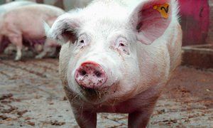 Гулявшая по трассе свинья стала причиной пятикилометровой пробки