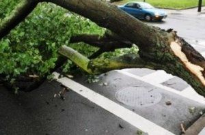 В Закарпатье дождь повалил дерево на автомашину: пропало двое людей