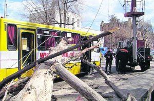 В Одессе большое дерево чуть не расплющило маршрутку (Фото)