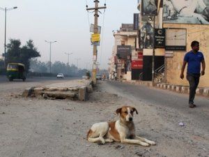 Индусскую автотрассу Формулы-1 предохранили от собак