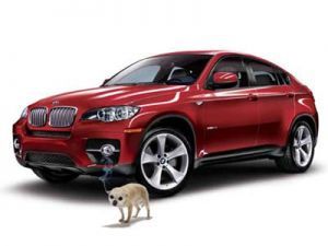 BMW против собак