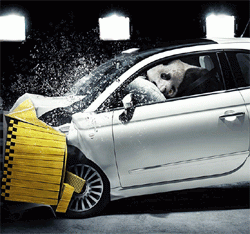 Панда, морж и пингвины заменили манекенов краш-теста в рекламе Fiat 500