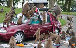 Британские бабуины научились грабить автомобилистов