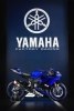 EICMA 2016:   Yamaha YZF-R6 2017 -  6
