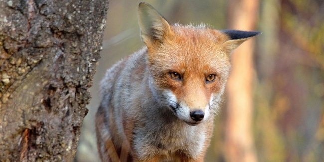 Fox Kills:       