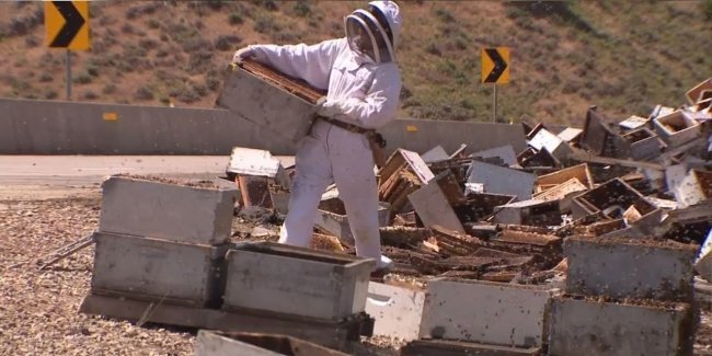 25 мільйонів бджіл атакували перехожих після аварії вантажівки з вуликами