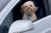 Собака водит Теслу: появилось неоднозначное видео с Tesla на автопилоте