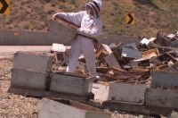 25 мільйонів бджіл атакували перехожих після аварії вантажівки з вуликами