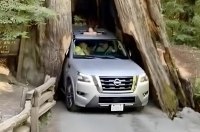 Позашляховик Nissan застряг у стовбурі 2500-річного дерева