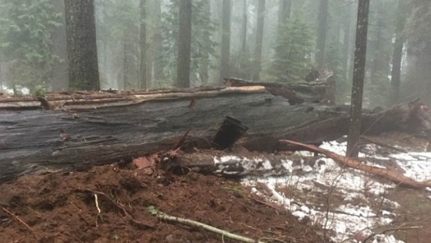 В США шторм повалил дерево-тоннель