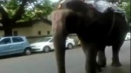 Обгон слонов запрещен!